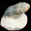 Large Reedops Trilobite on Pedestal - #6924-3
